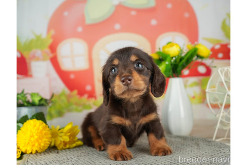 成約済の神奈川県のミニチュアダックスフンド(ロングヘアード)-310345の3枚目